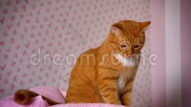 可爱<strong>俏皮</strong>的红猫在家里坐在粉红色的床上，看上去很放松，满足可爱的家畜，室内